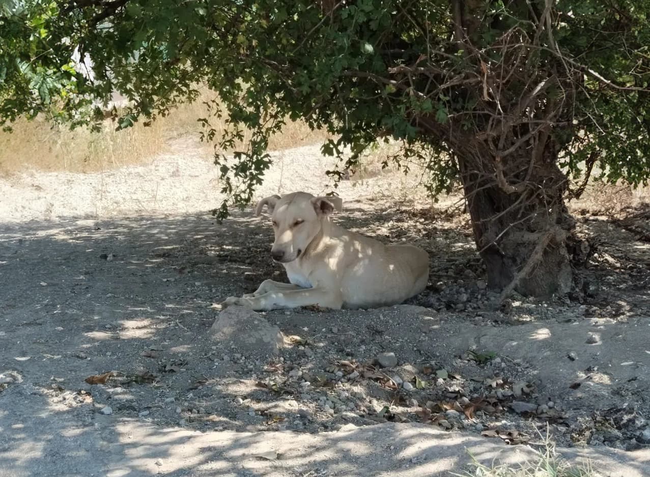 Talas Rus Finosu Kırması CAN7331 Rus Finosu Kırması Köpek fotoğrafı