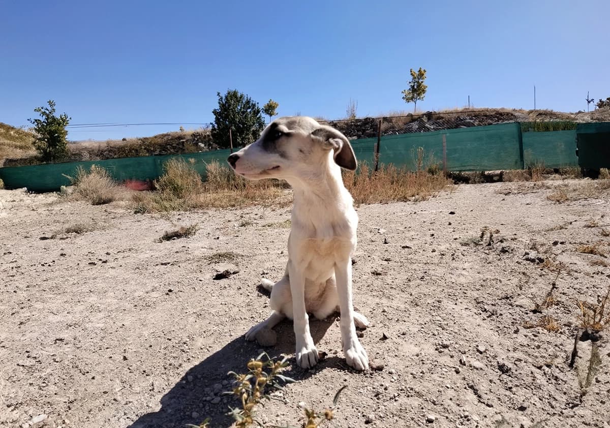 Talas Fino Kırması CAN7332 Fino Kırması Köpek fotoğrafı