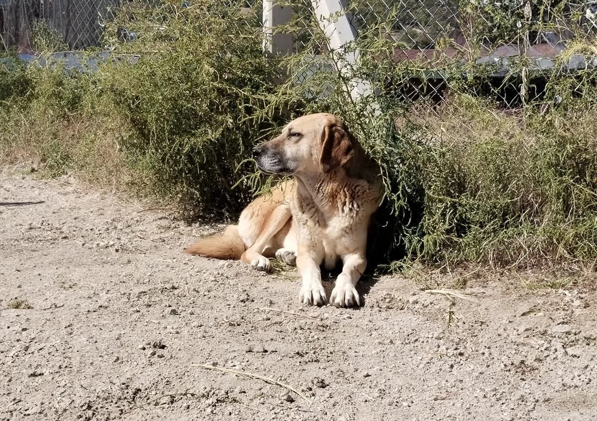 Talas Kangal Kırması CAN7335 Kangal Kırması Köpek fotoğrafı