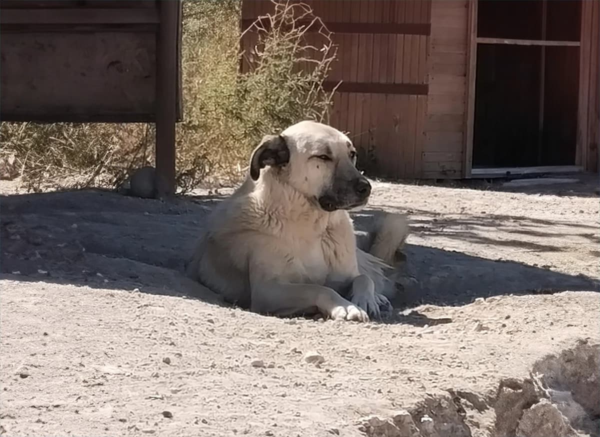 Talas Kangal Kırması CAN7336 Kangal Kırması Köpek fotoğrafı