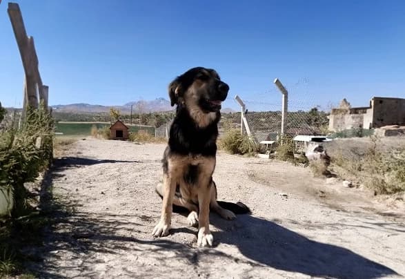 Talas Kurt Kırması CAN7337 Kurt Kırması Köpek fotoğrafı