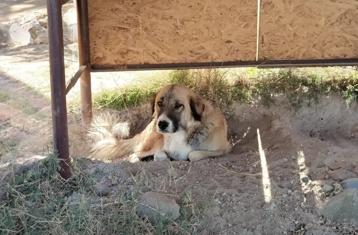 Talas Kangal Kırması CAN7338 Kangal Kırması Köpek fotoğrafı