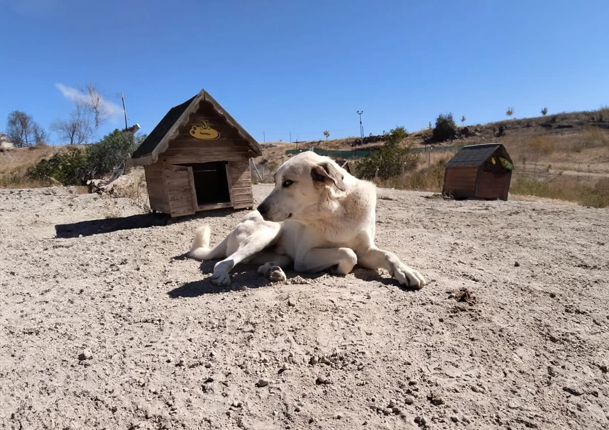 Talas Kangal Kırması CAN7339 Kangal Kırması Köpek fotoğrafı