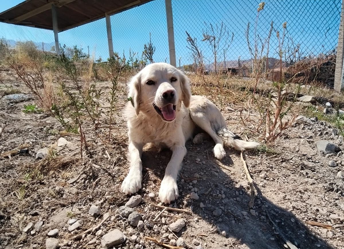 Talas Fino Kırması CAN7340 Fino Kırması Köpek fotoğrafı