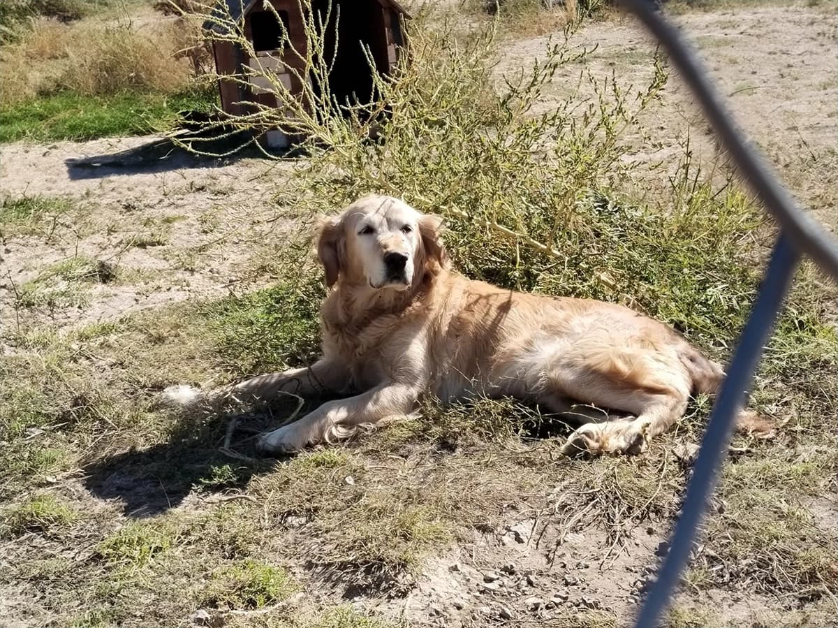 Talas Golden CAN7341 Golden Köpek fotoğrafı