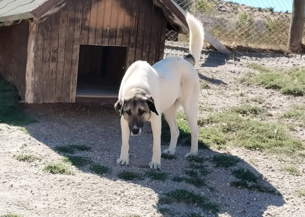 Talas Kangal Kırması CAN7342 Kangal Kırması Köpek fotoğrafı