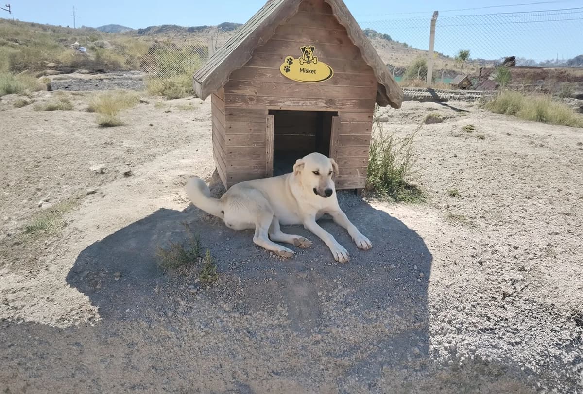 Talas Kangal Kırması CAN7343 Kangal Kırması Köpek fotoğrafı