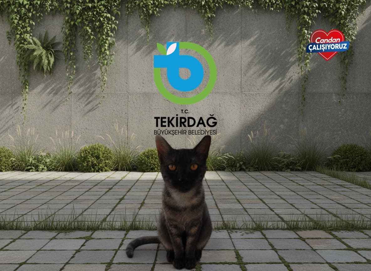 Tekirdağ Tekir Kedi Tekir Kedi, Tekirdağ