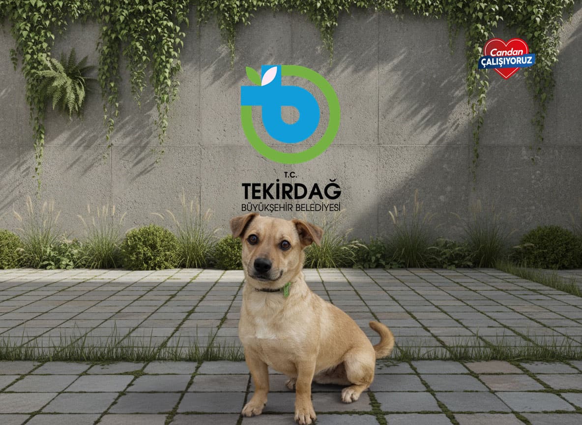 Tekirdağ Tekir Kedi Tekir Kedi, Tekirdağ