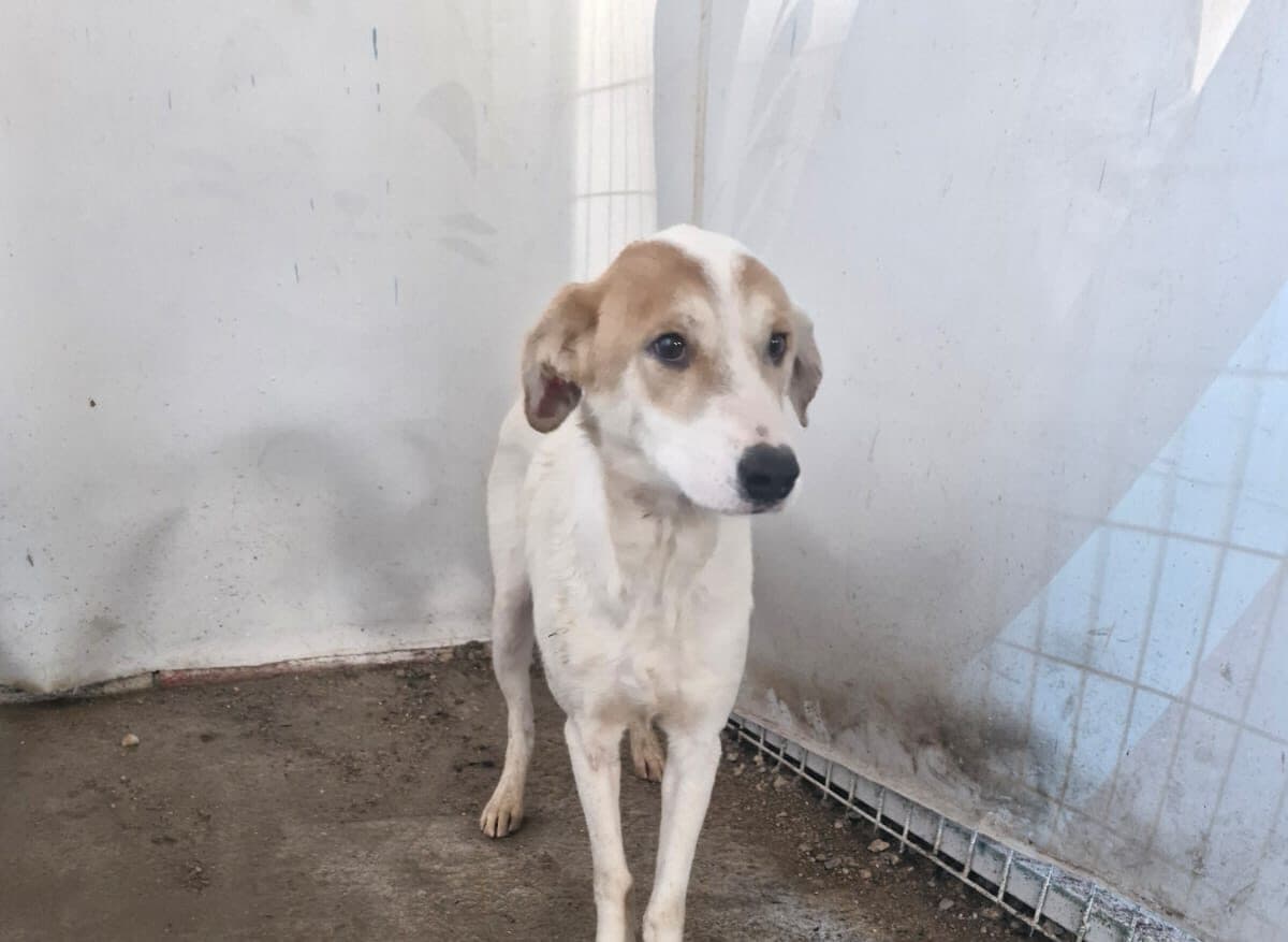 Turgutlu MELEZ 0149 Melez Köpek fotoğrafı