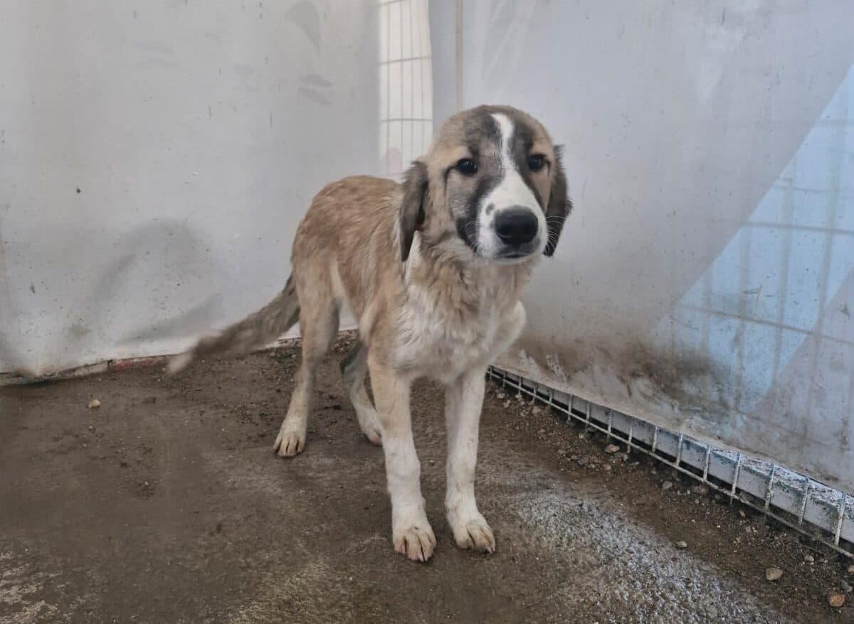 Turgutlu MELEZ 0490 Melez Köpek fotoğrafı