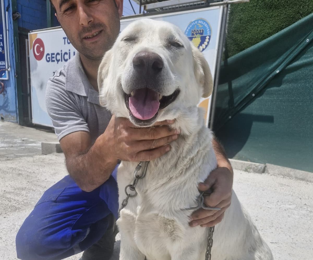 Manisa Labrador Retriever Köpek Labrador Retriever Köpek fotoğrafı