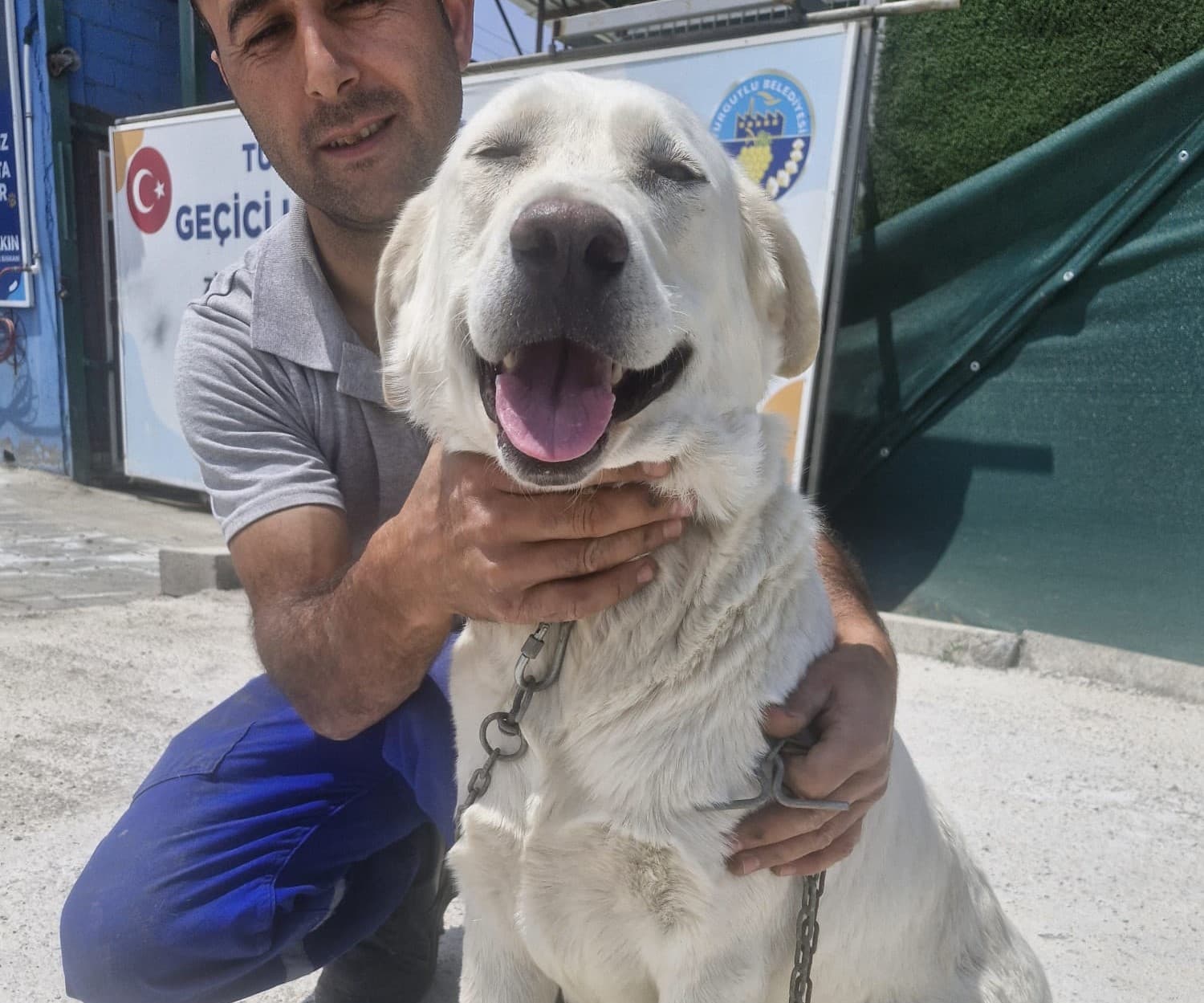 Turgutlu Labrador Melezi 119 Labrador Melezi Köpek fotoğrafı