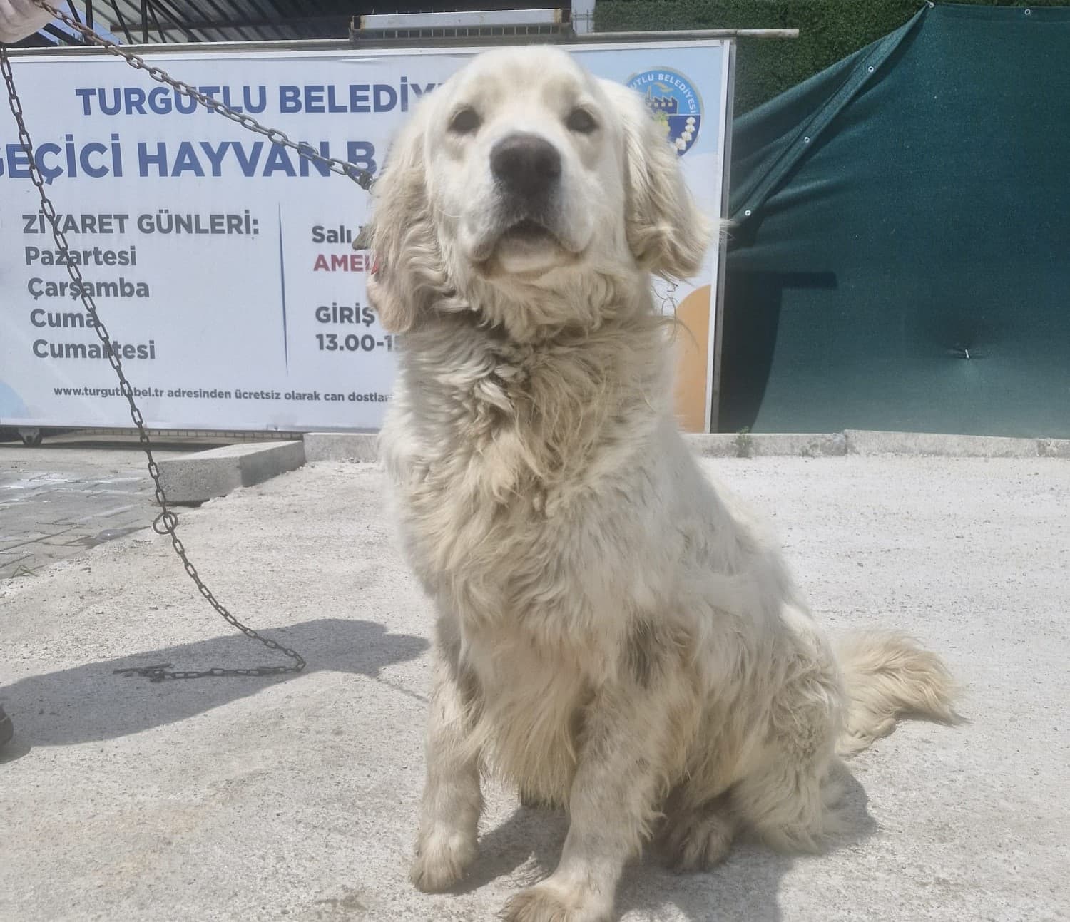 Turgutlu Golden 349 Golden Köpek fotoğrafı