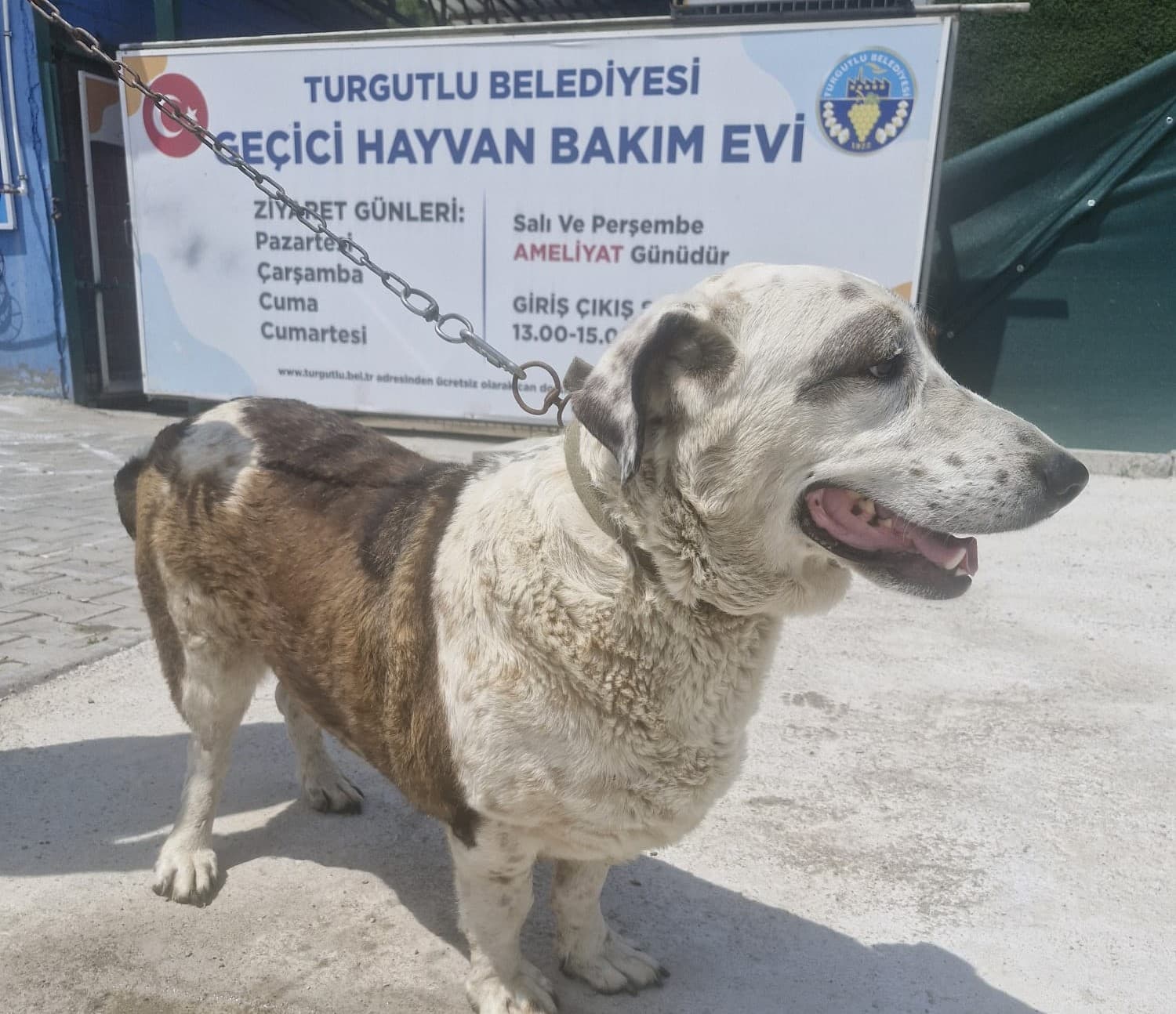 Turgutlu Melez 41 Melez Köpek fotoğrafı