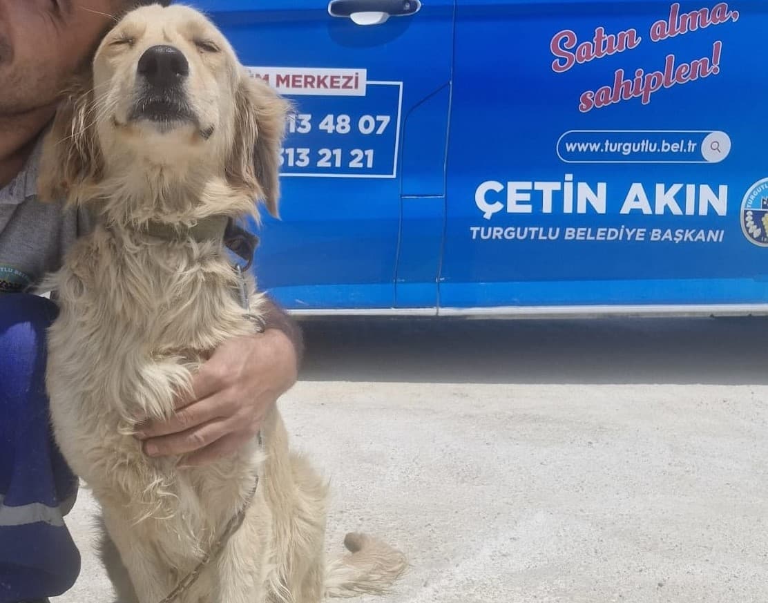 Turgutlu Melez Golden 546 Melez Golden Köpek fotoğrafı