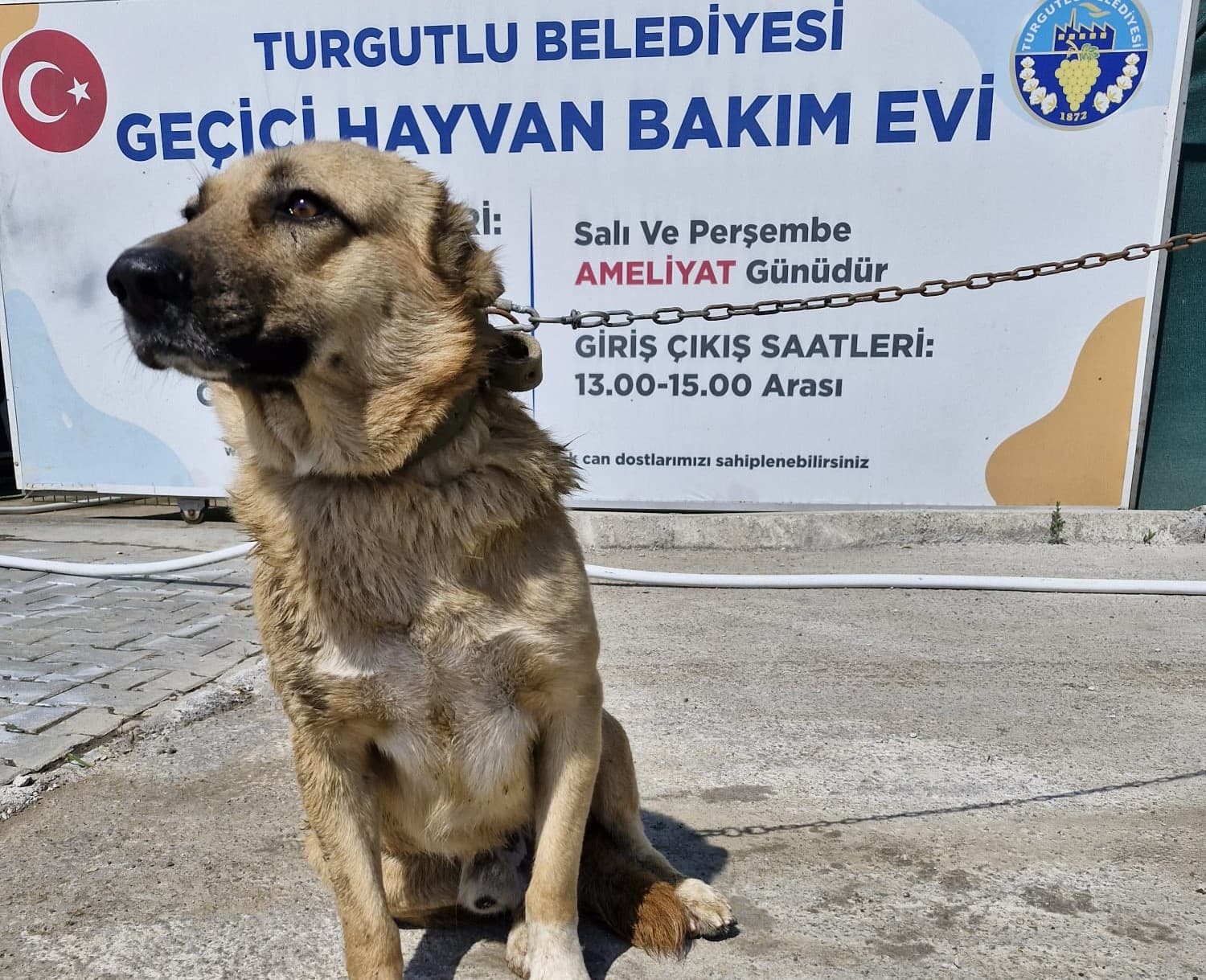 Turgutlu Melez 6 Melez Köpek fotoğrafı