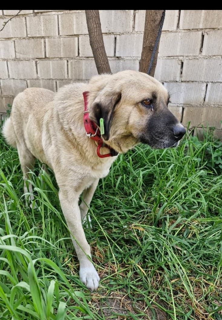 Turgutlu Melez AHM081 Melez Köpek fotoğrafı
