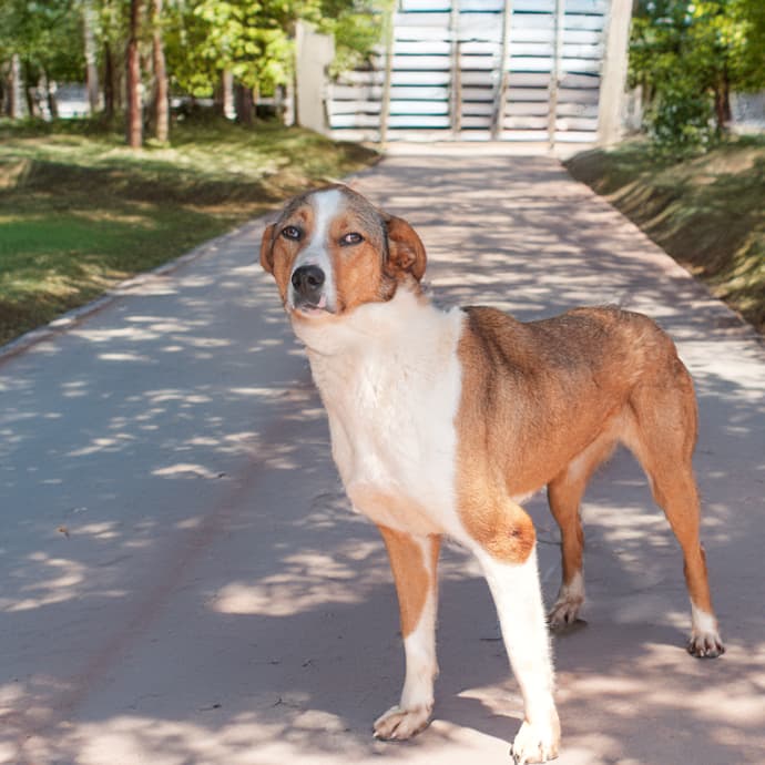 Uskudar TARÇIN Melez Köpek fotoğrafı