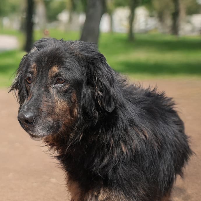 Uskudar HUGO Melez Köpek fotoğrafı