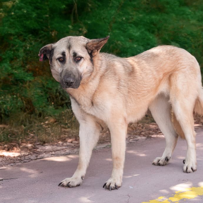 Uskudar MASAL Melez Köpek fotoğrafı