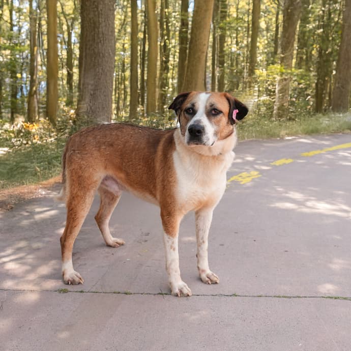 Uskudar BADEM Melez Köpek fotoğrafı