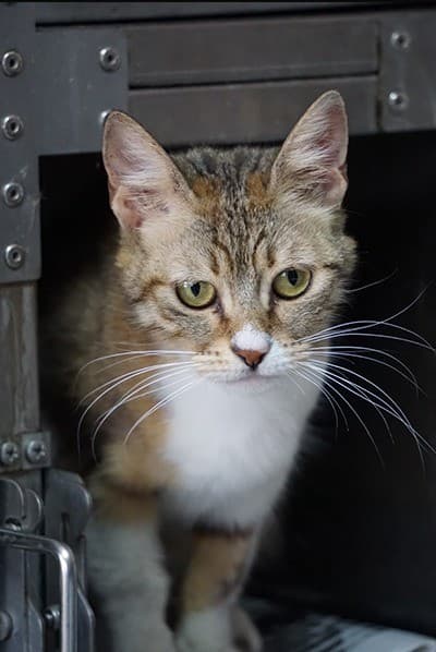 Sedef Melez Kedi fotoğrafı