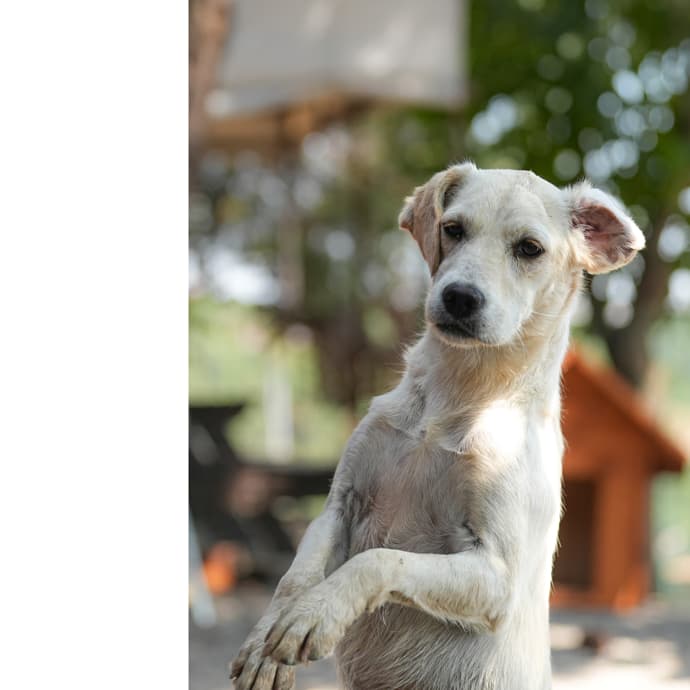Spıca Melez Köpek fotoğrafı