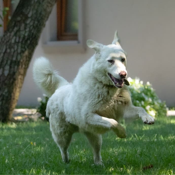 Pamuk Melez Köpek fotoğrafı