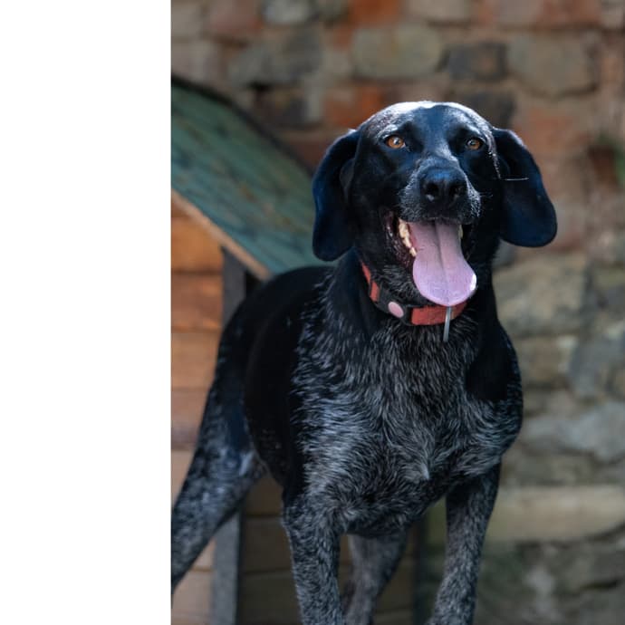 Çiko Melez Köpek fotoğrafı