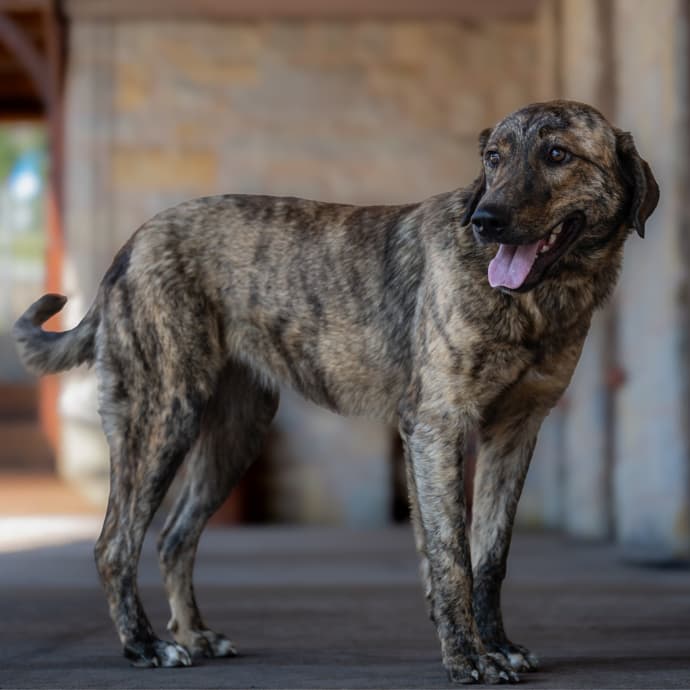Mia Melez Köpek fotoğrafı