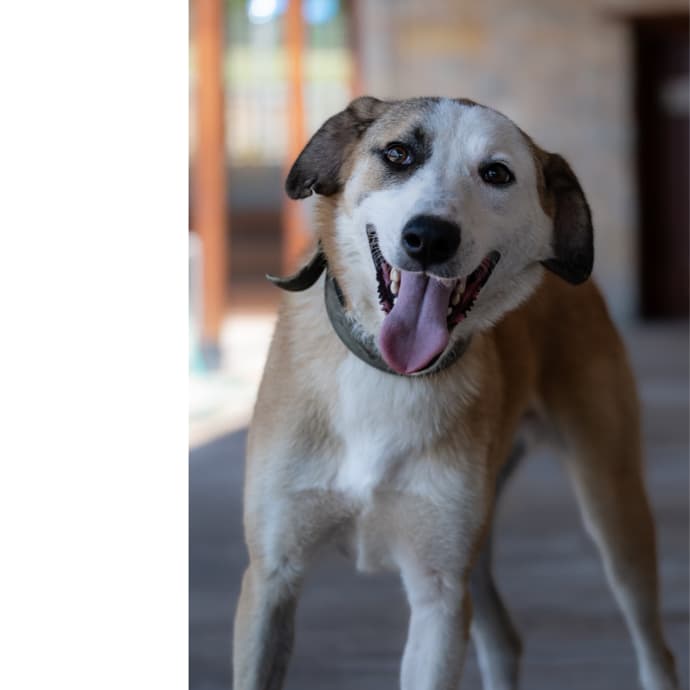 Sinameki Melez Köpek fotoğrafı