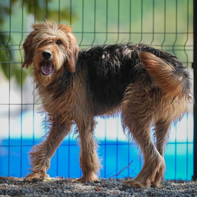 Patron Melez Köpek fotoğrafı