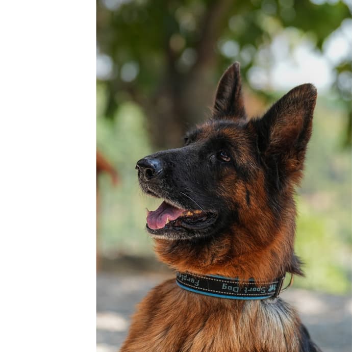 Muhafız Melez Köpek fotoğrafı