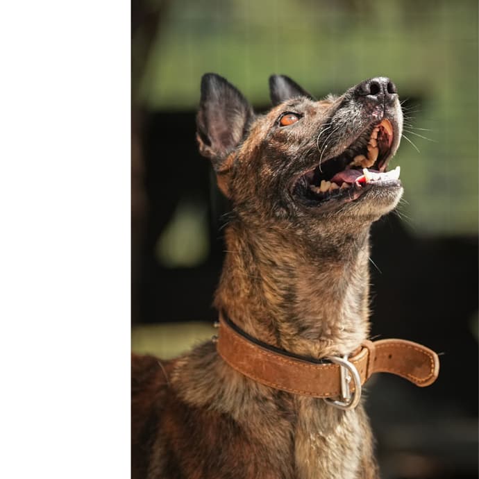 Mali Melez Köpek fotoğrafı