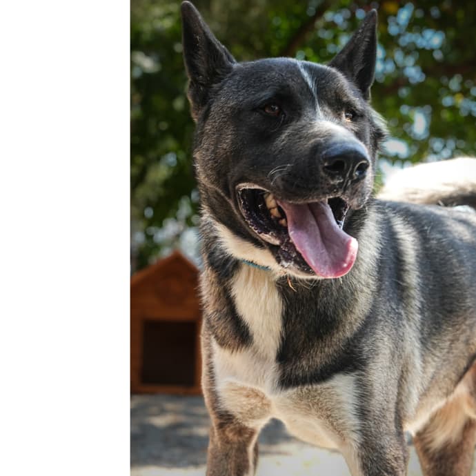 Asil Melez Köpek fotoğrafı