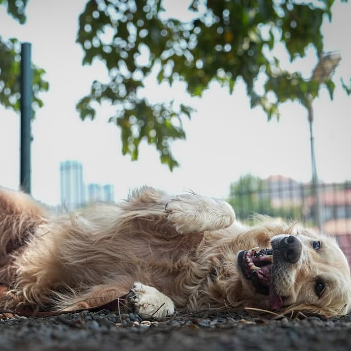 Bogi Melez Köpek fotoğrafı