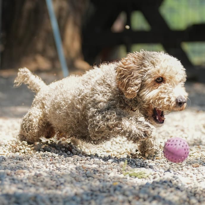Peter Melez Köpek fotoğrafı