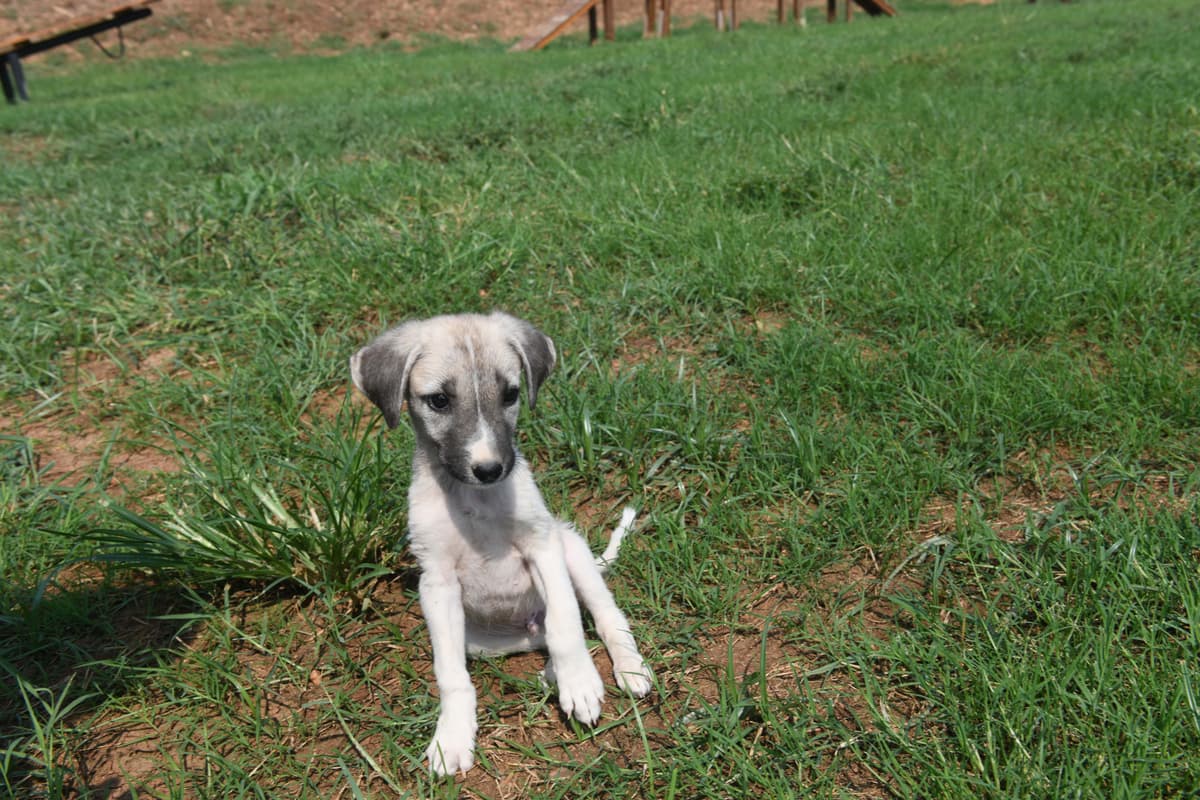 Dsc Min Melez Köpek, Mersin