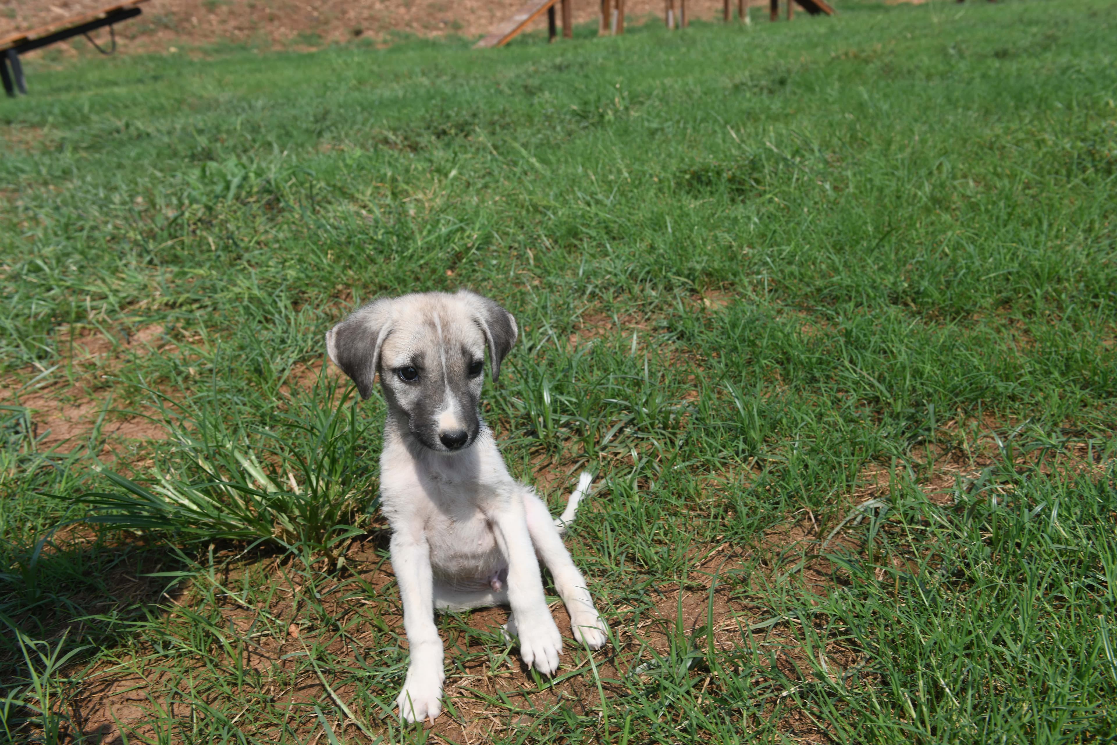 Mersin Köpek in-jpg Melez Köpek fotoğrafı