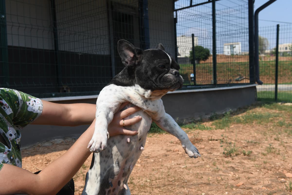 Dsc Min Melez Köpek, Mersin