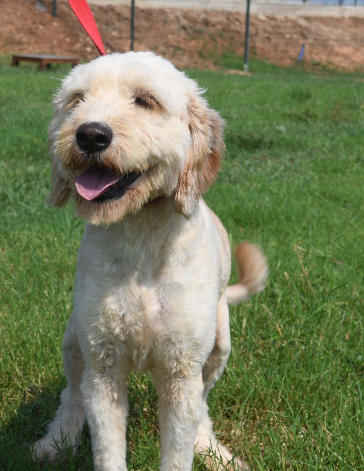Sansli Melez Köpek, Mersin