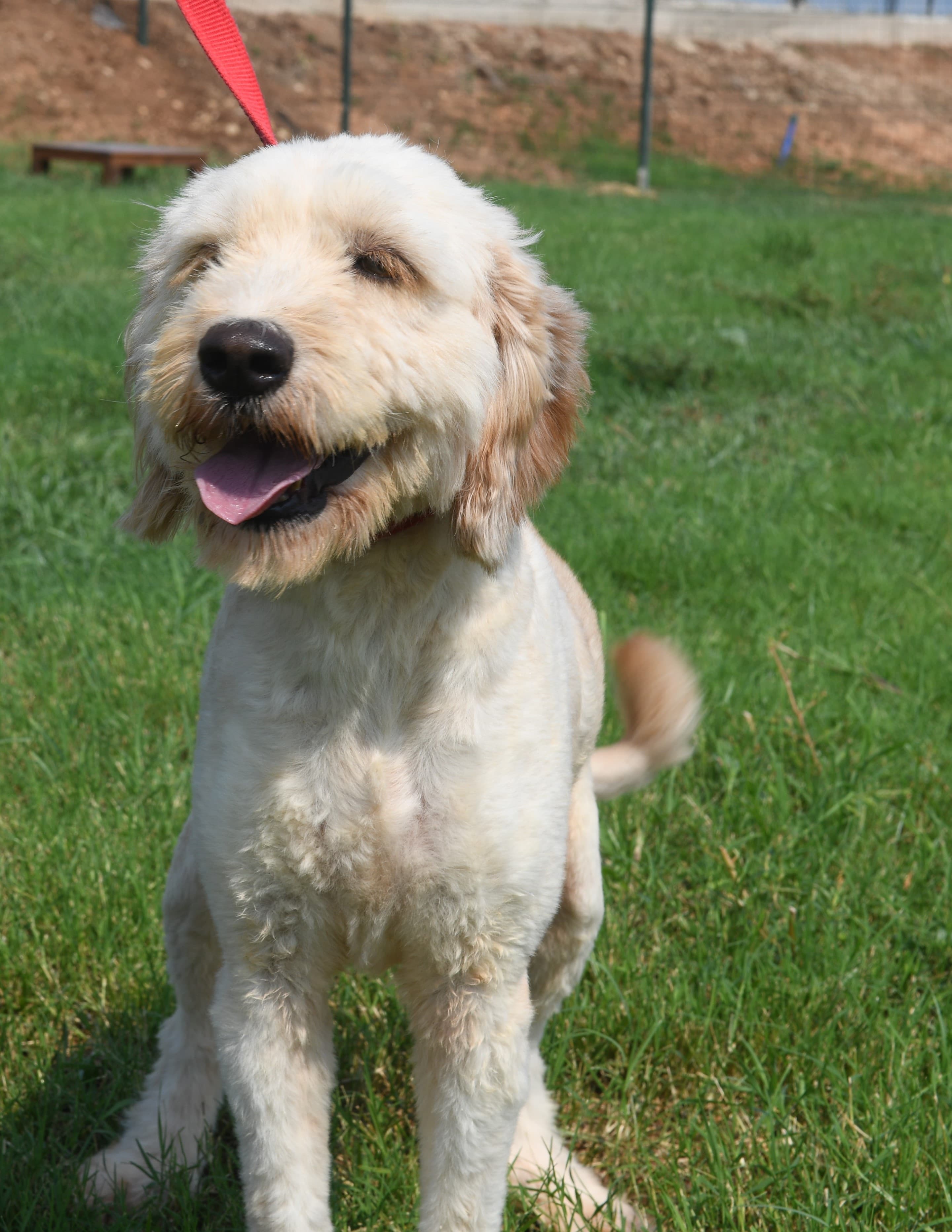 Mersin Köpek li-jpg Melez Köpek fotoğrafı