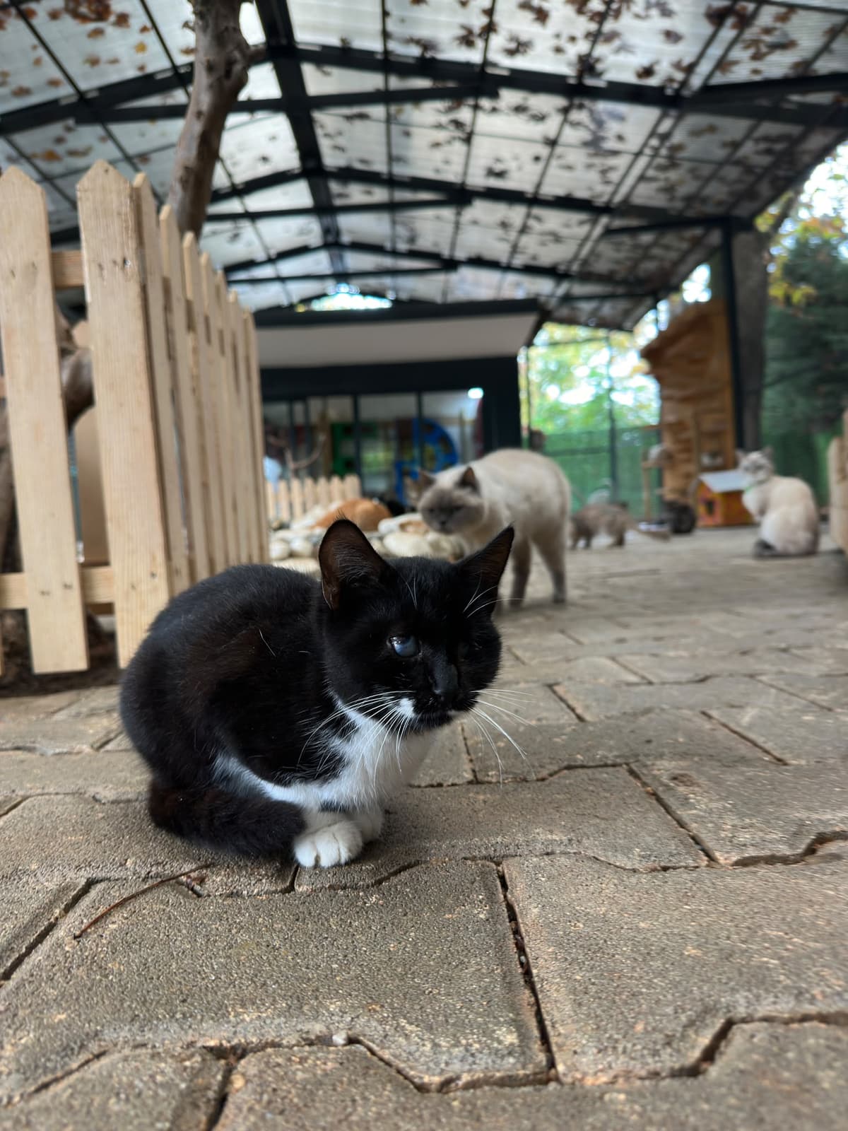 Yildirim Melez Köpek Melez Köpek fotoğrafı