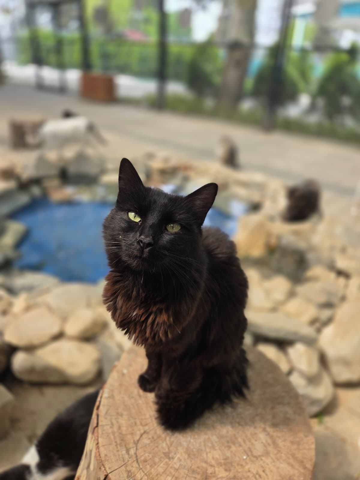Afrodit Melez Köpek fotoğrafı