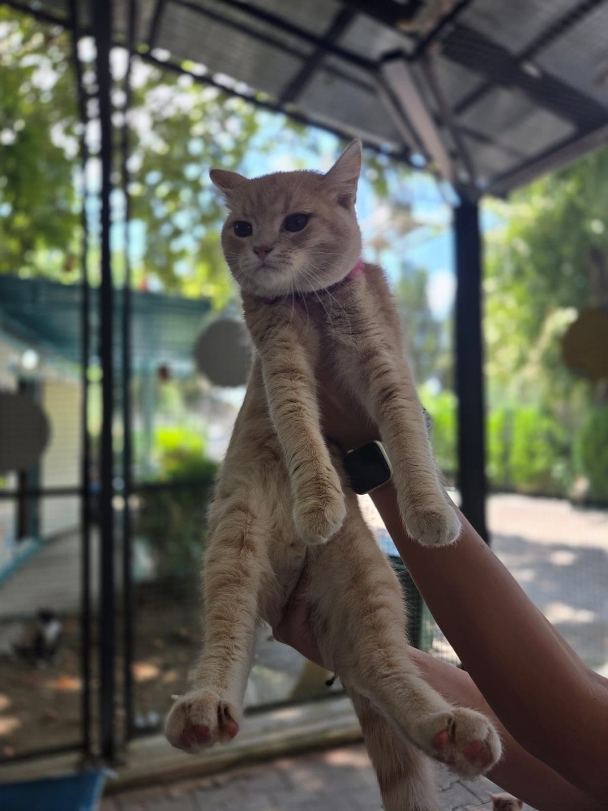 Balım Melez Köpek fotoğrafı
