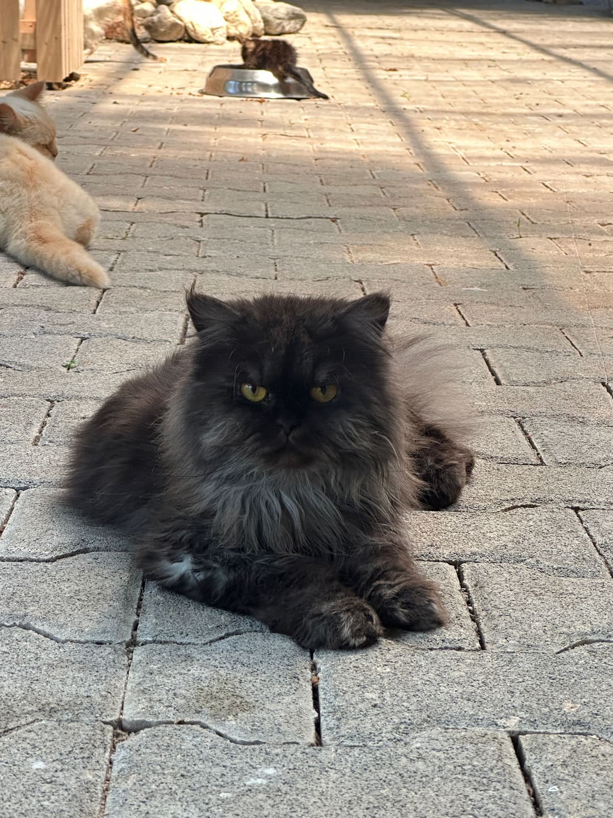 Cesur Melez Köpek fotoğrafı