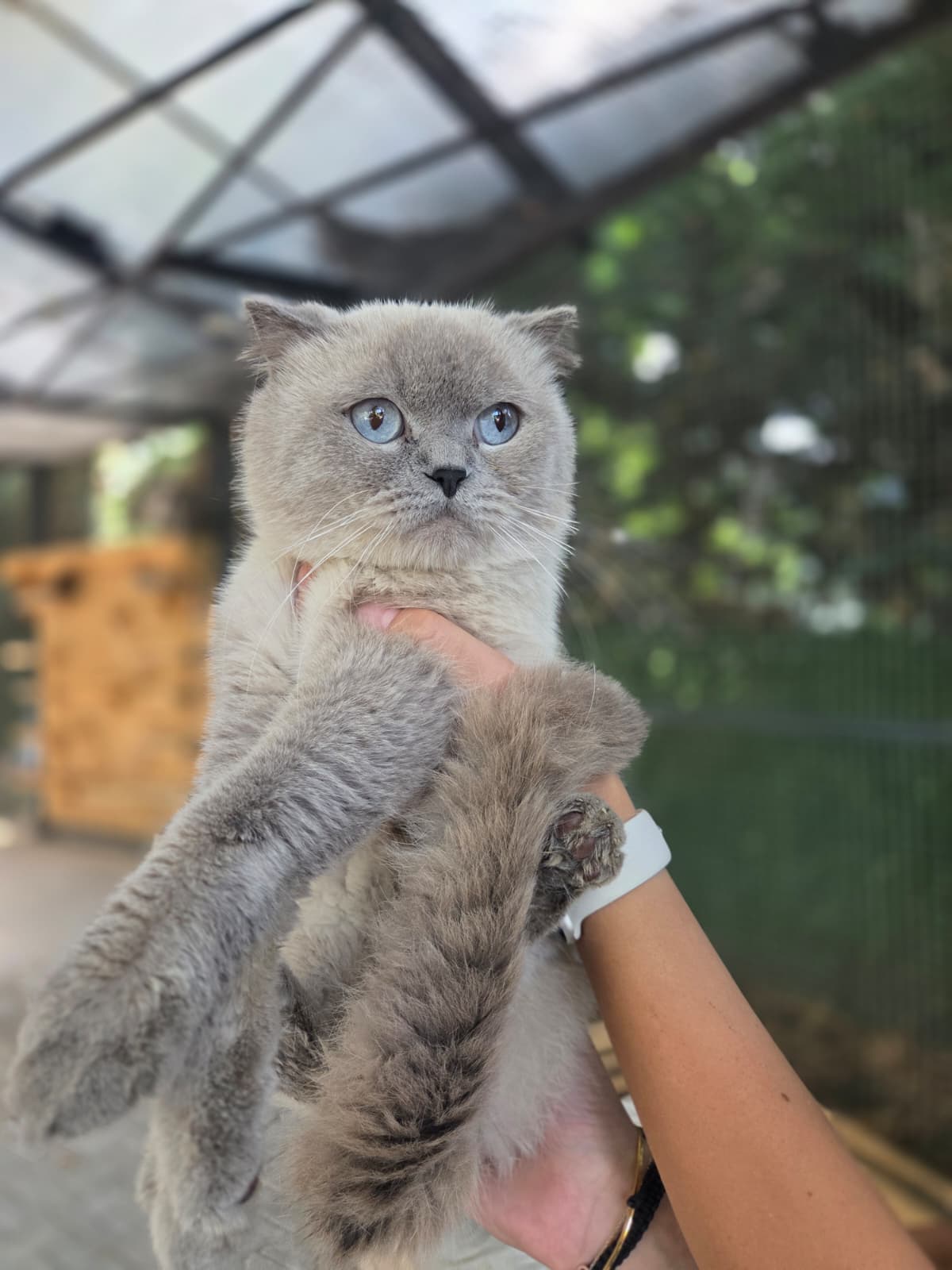 Deniz Melez Köpek fotoğrafı