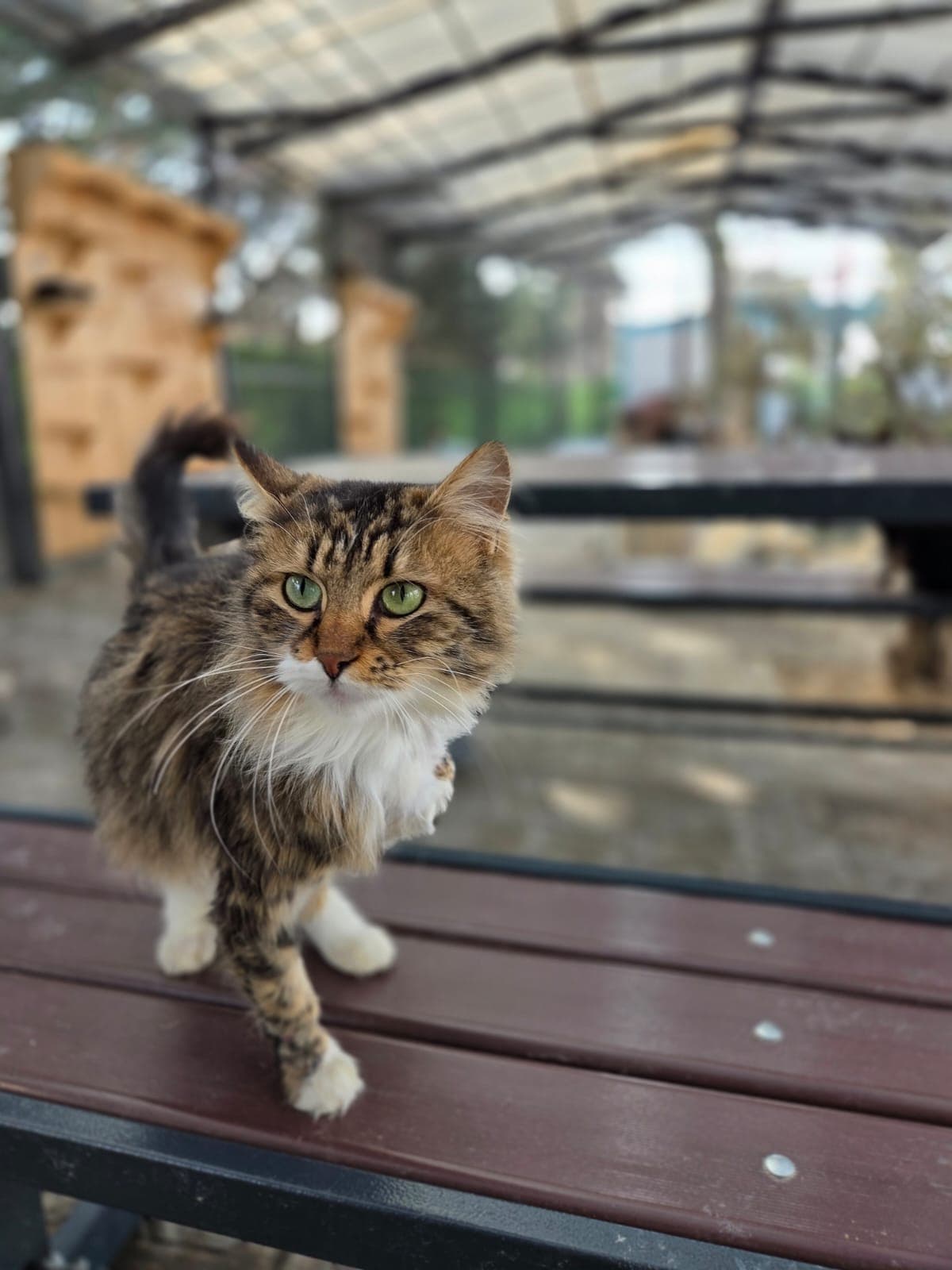 Drago Melez Köpek fotoğrafı