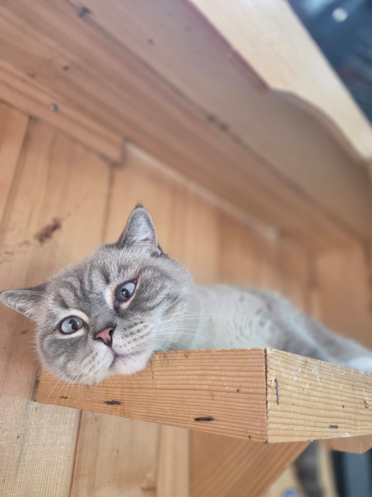 Fiko Melez Köpek fotoğrafı